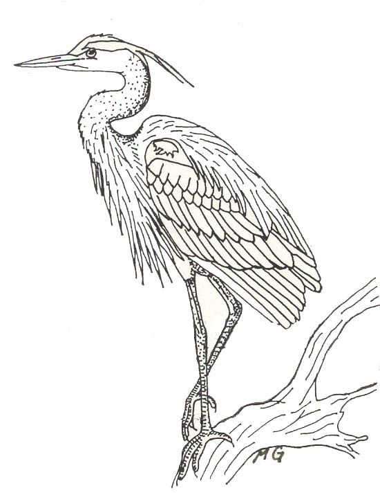 Heron Drawing