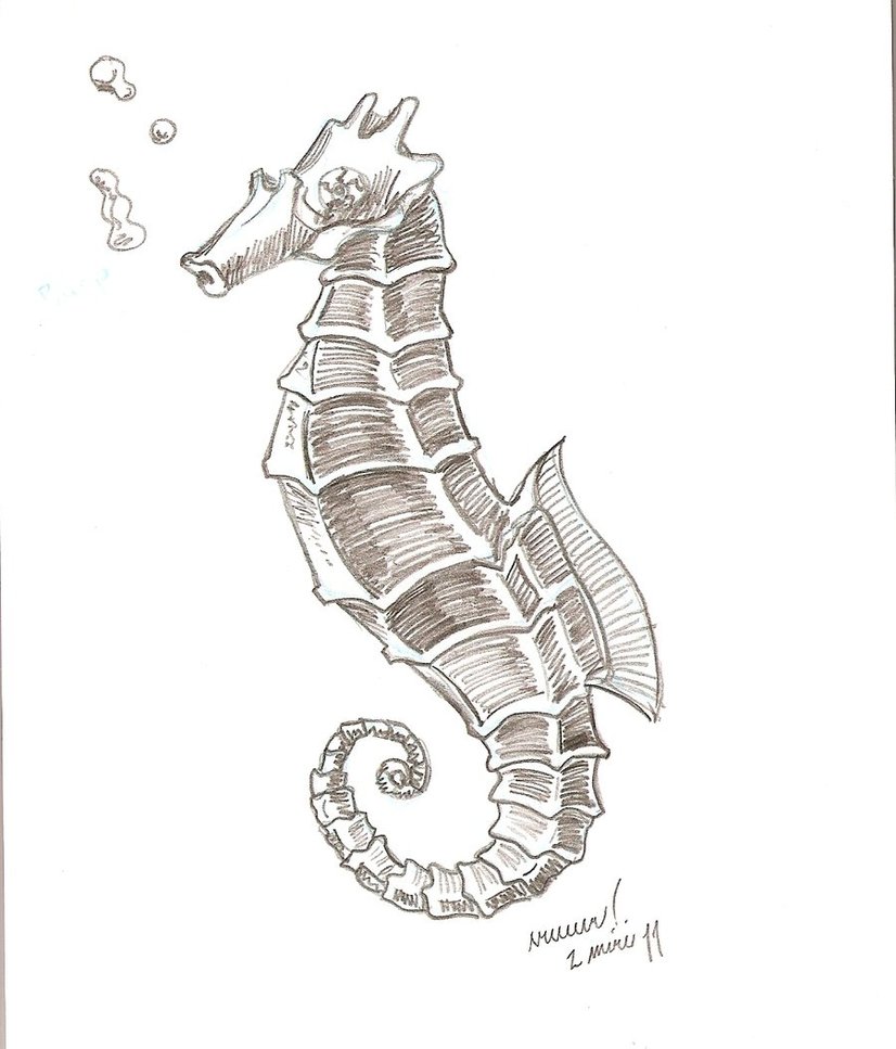 Hippocampus Drawing