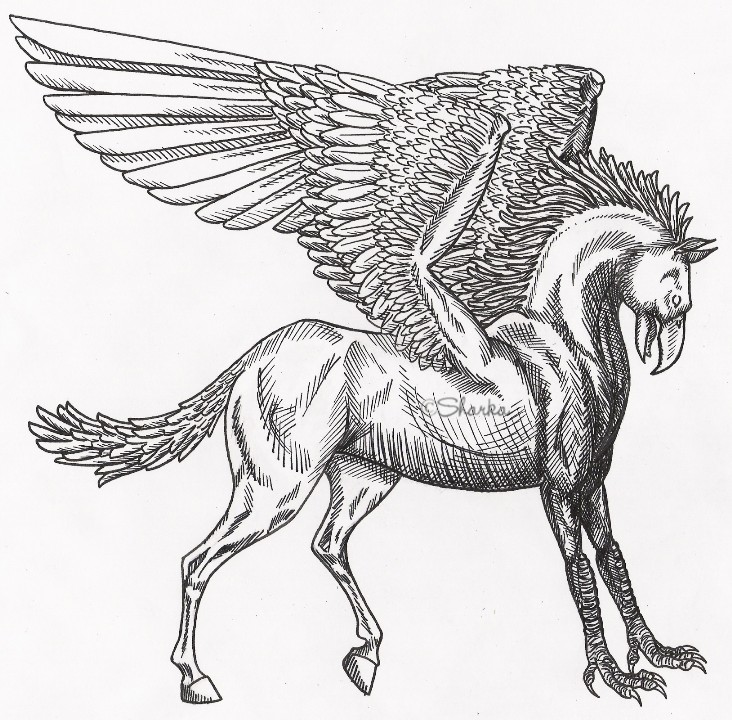 Hippogriff Drawing Beautiful Image