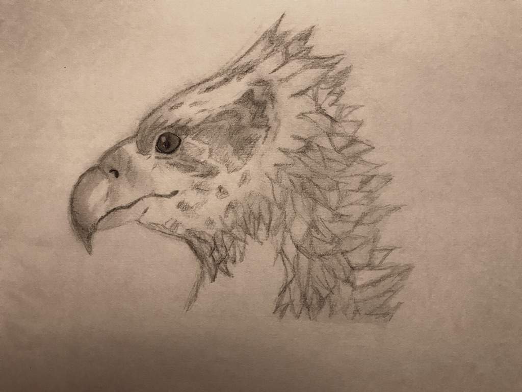 Hippogriff Drawing Pic