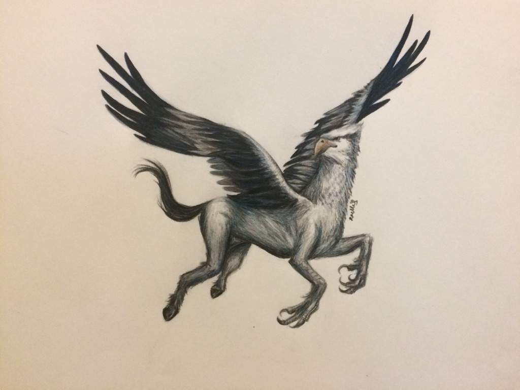 Hippogriff Drawing Pics