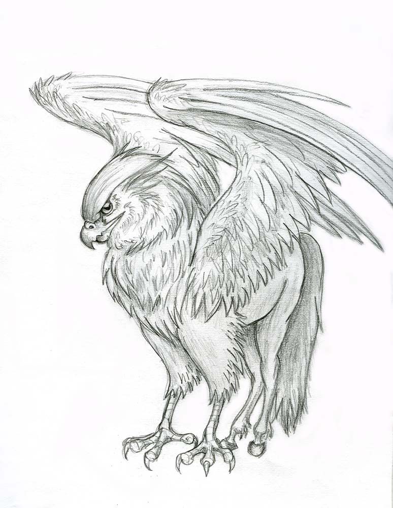 Hippogriff Drawing Picture