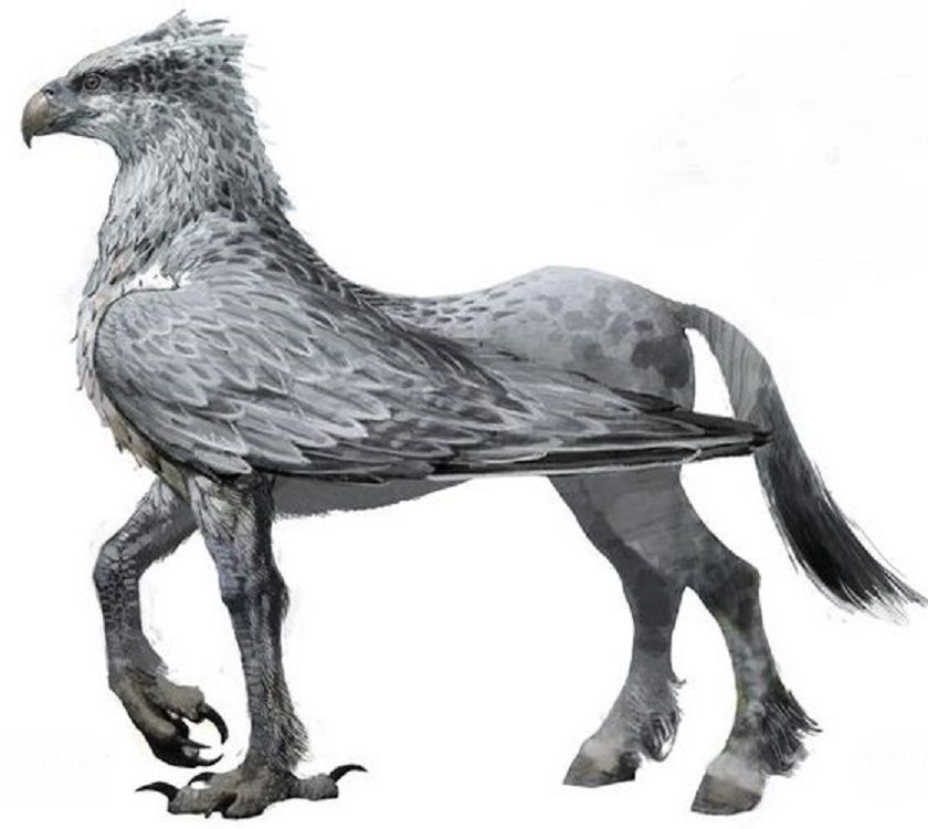 Hippogriff Drawing Sketch