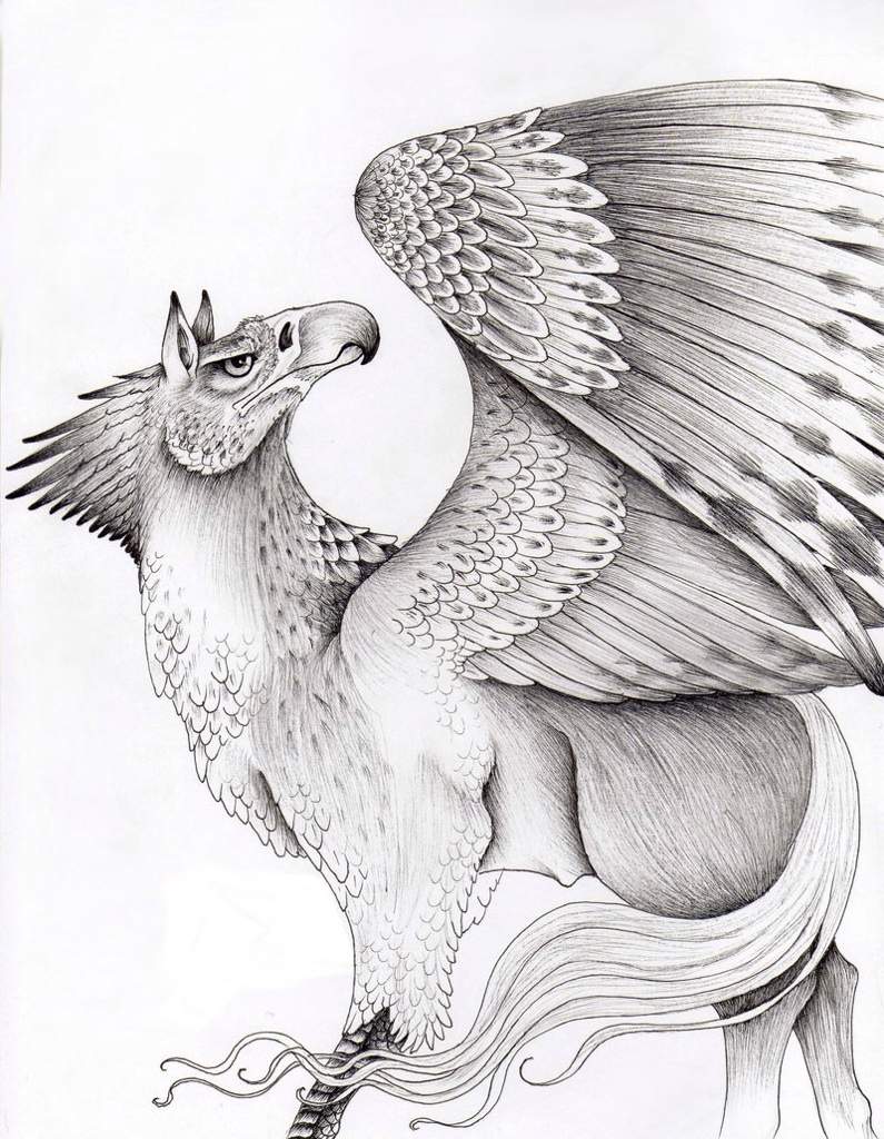 Hippogriff Drawing