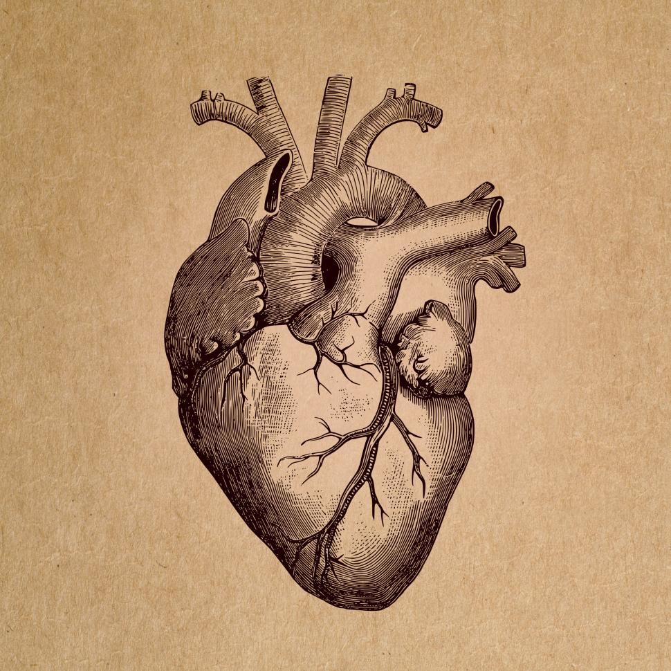 Human Heart Drawing Image