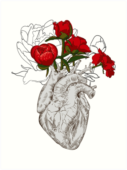 Human Heart Drawing Photo