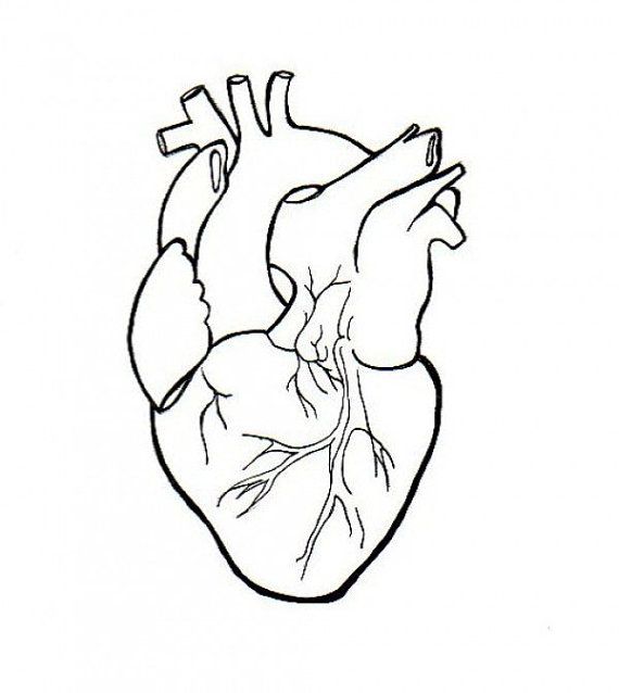 Human Heart Drawing Picture