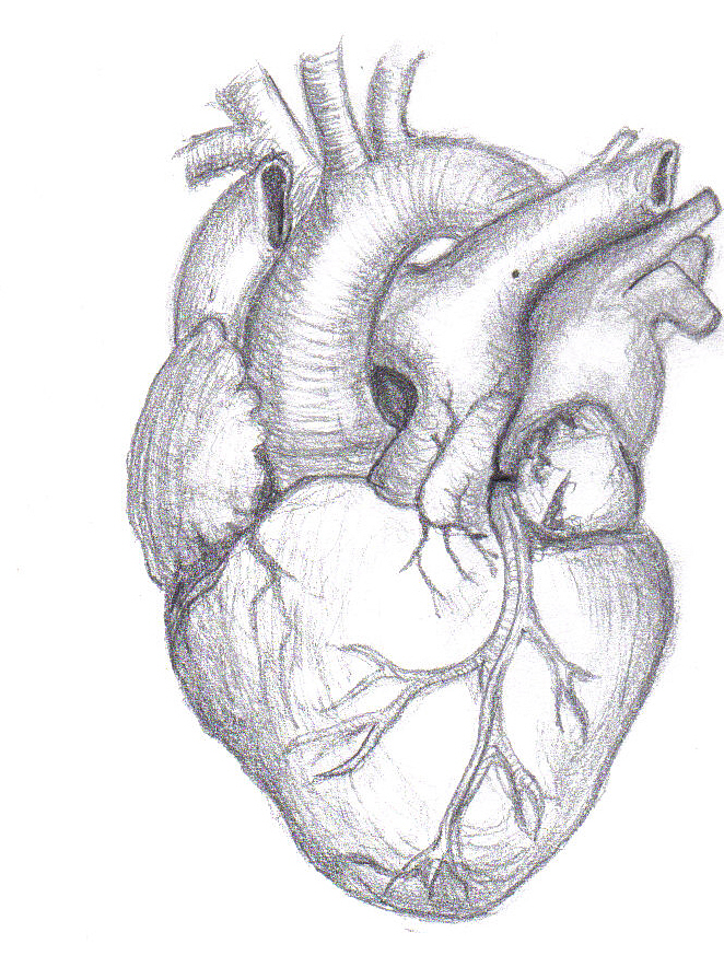 Human Heart Drawing Sketch