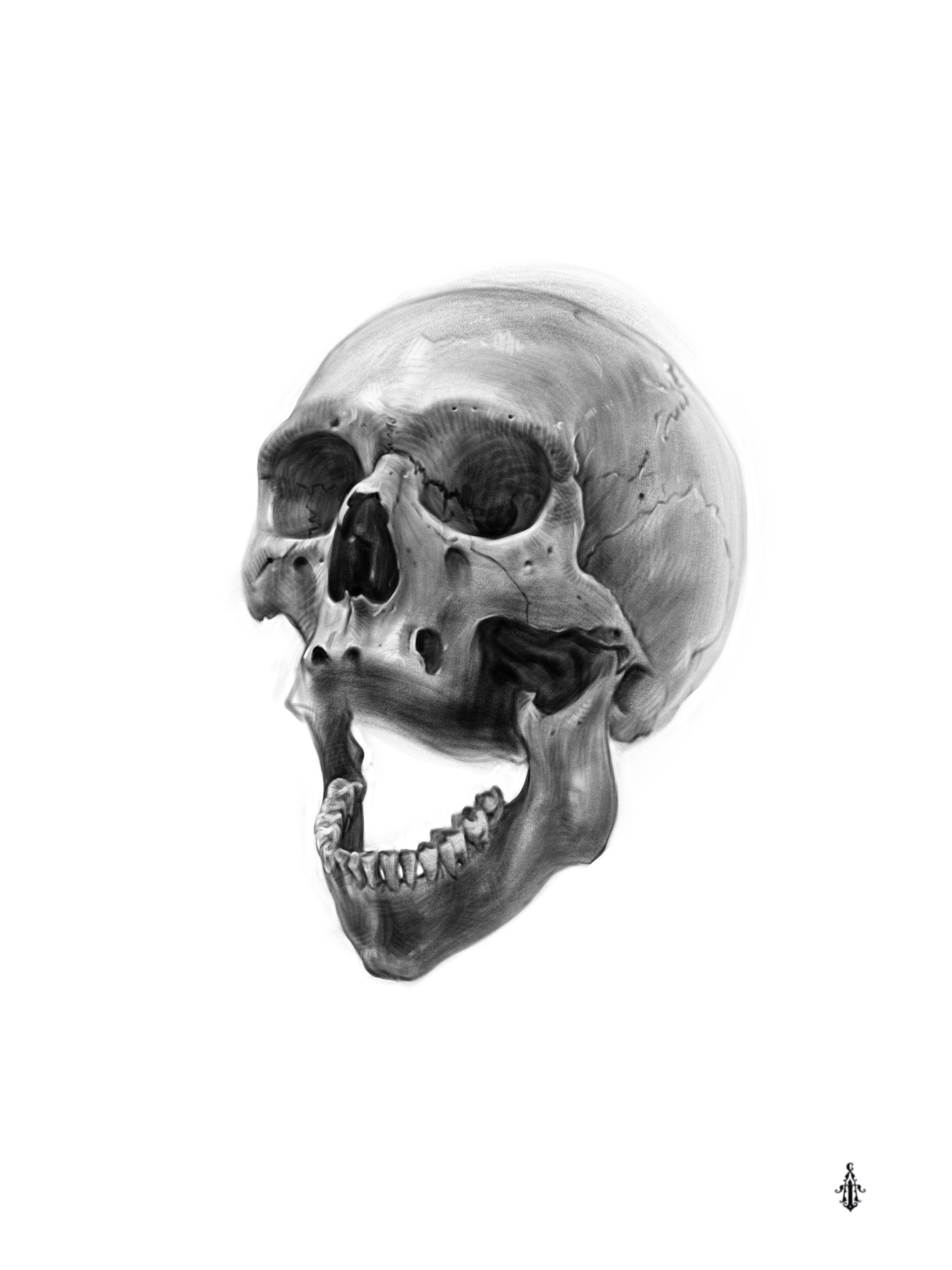 Human Skull Art Drawing