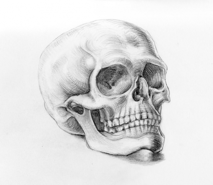Human Skull Drawing Beautiful Image