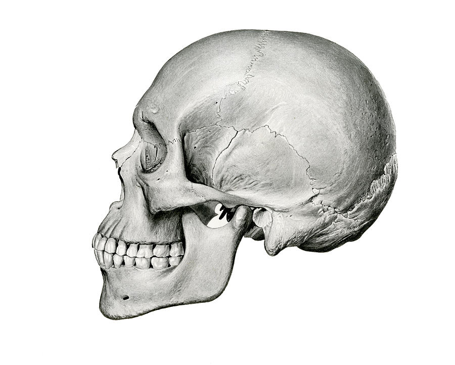 Human Skull Drawing Best