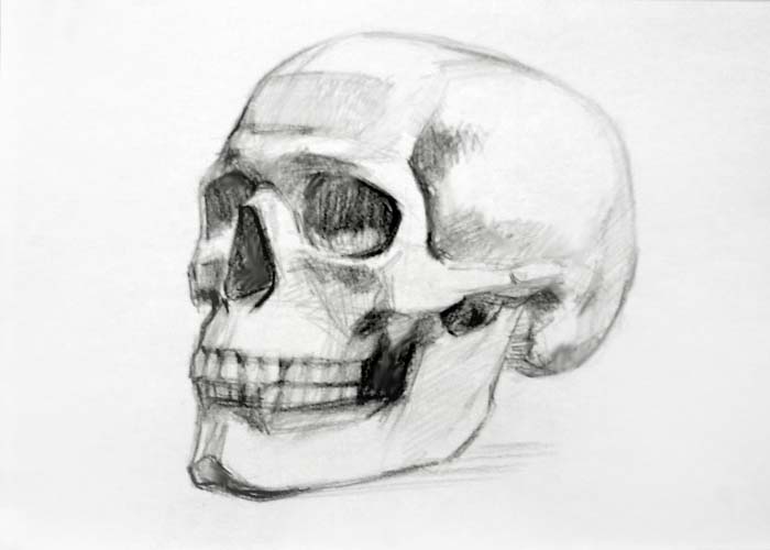 Human Skull Drawing High-Quality