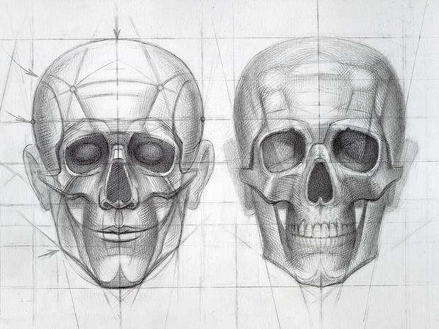 Human Skull Drawing Photo