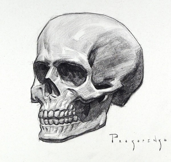 Human Skull Drawing Pic