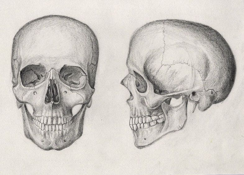 Human Skull Drawing Sketch