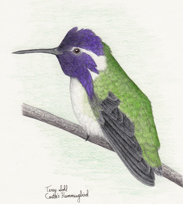Hummingbird Drawing Art