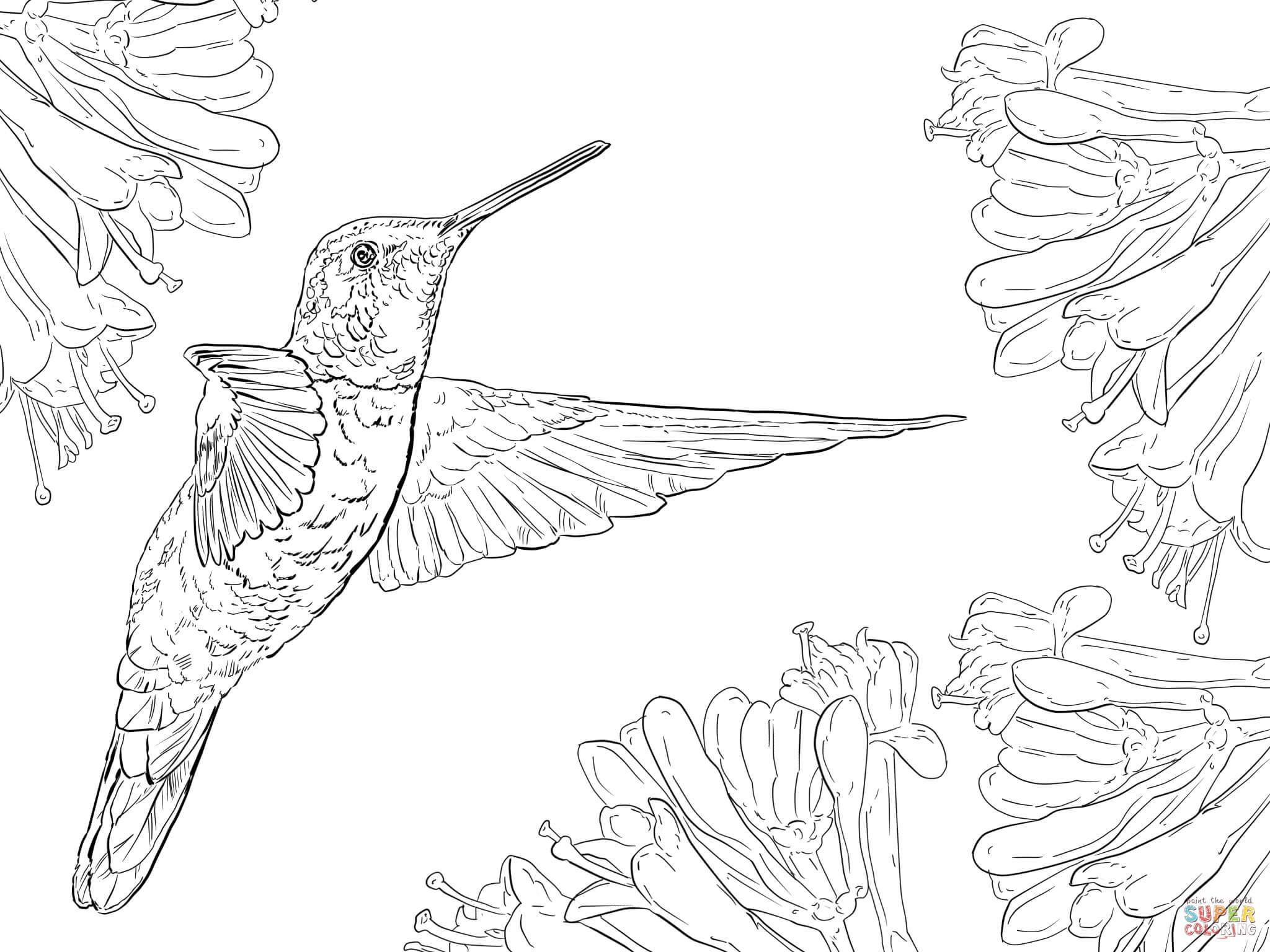 Hummingbird Drawing Beautiful Art