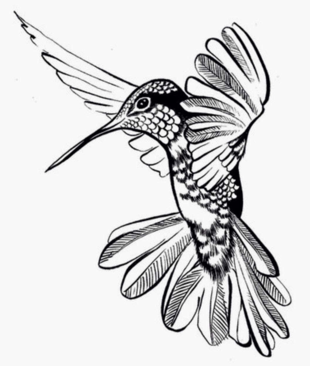 Hummingbird Drawing Creative Art