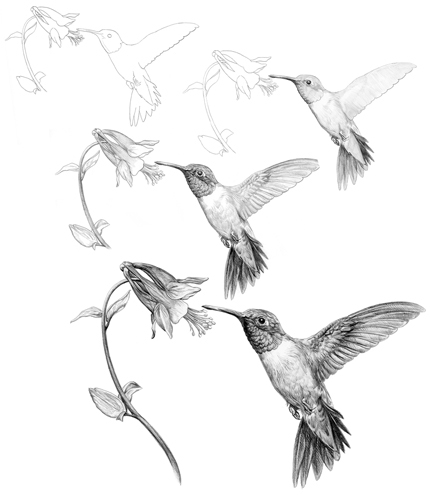 Hummingbird Drawing Image