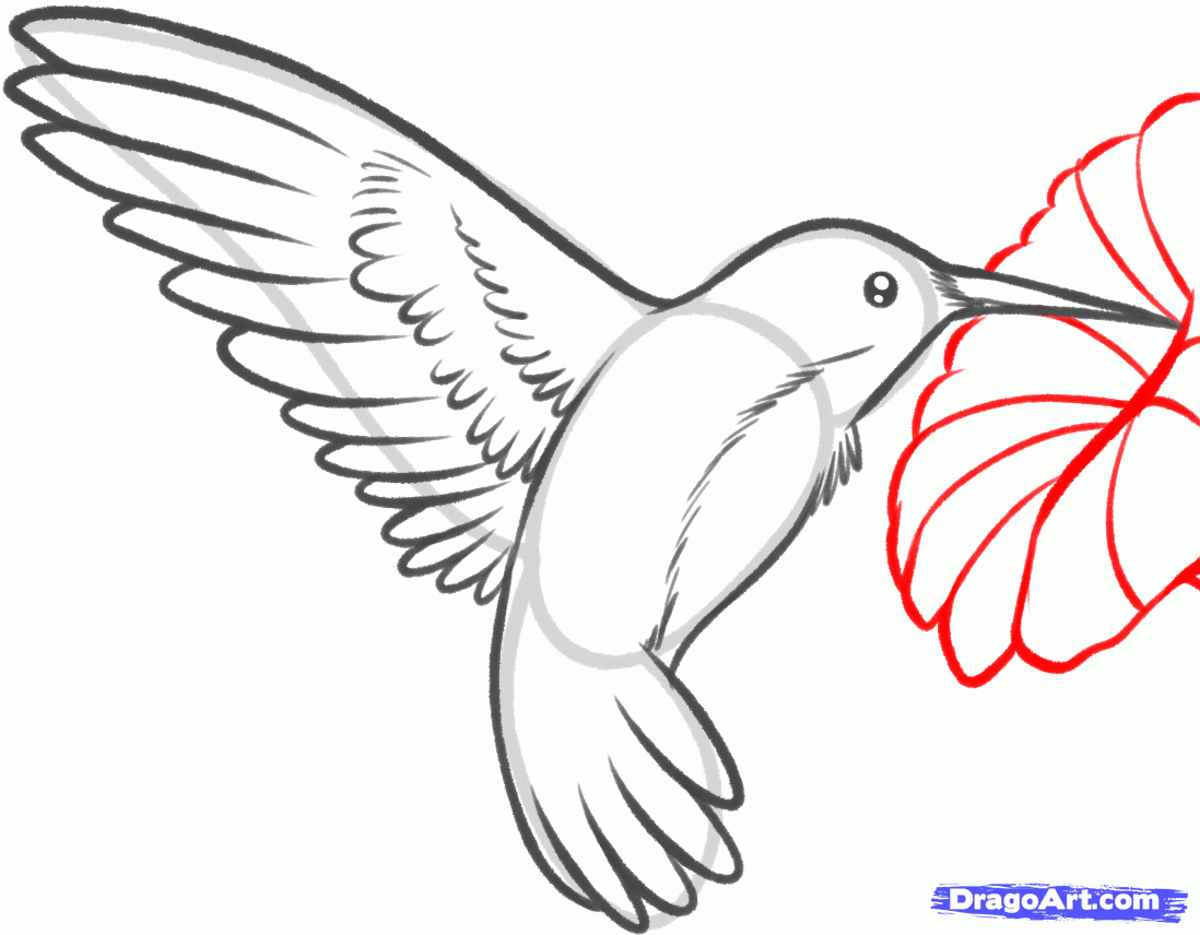 Hummingbird Drawing Photo