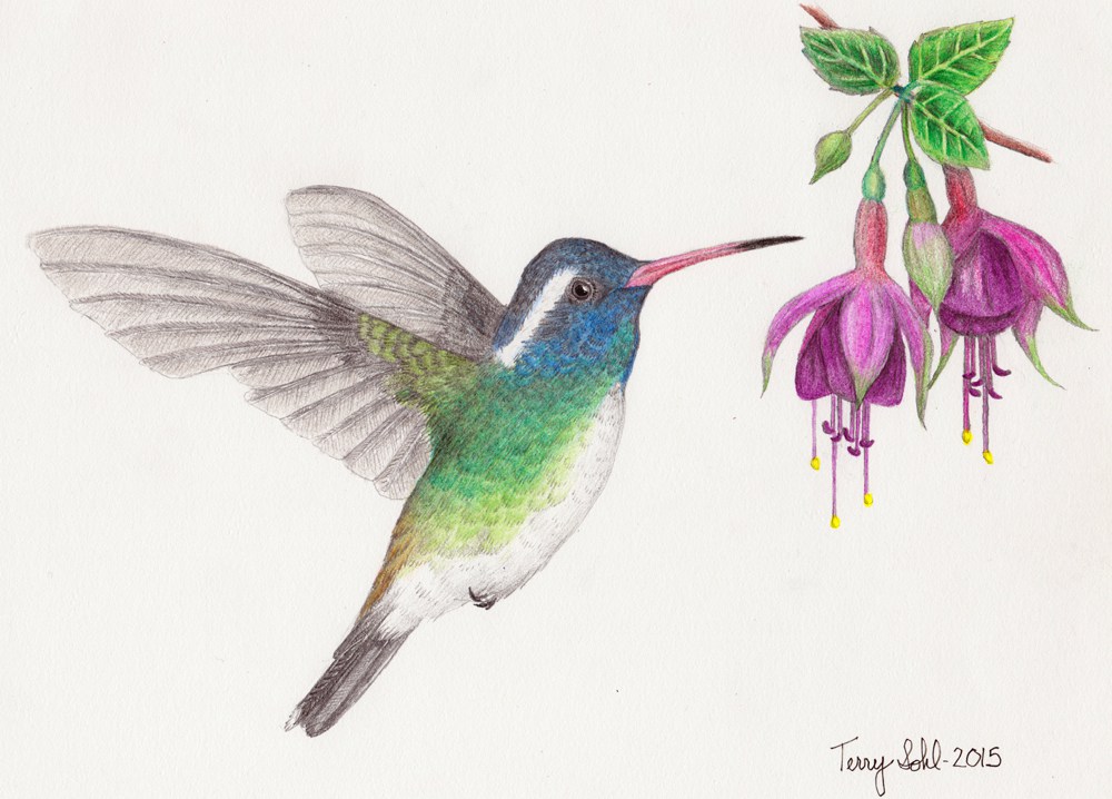 Hummingbird Drawing Photos
