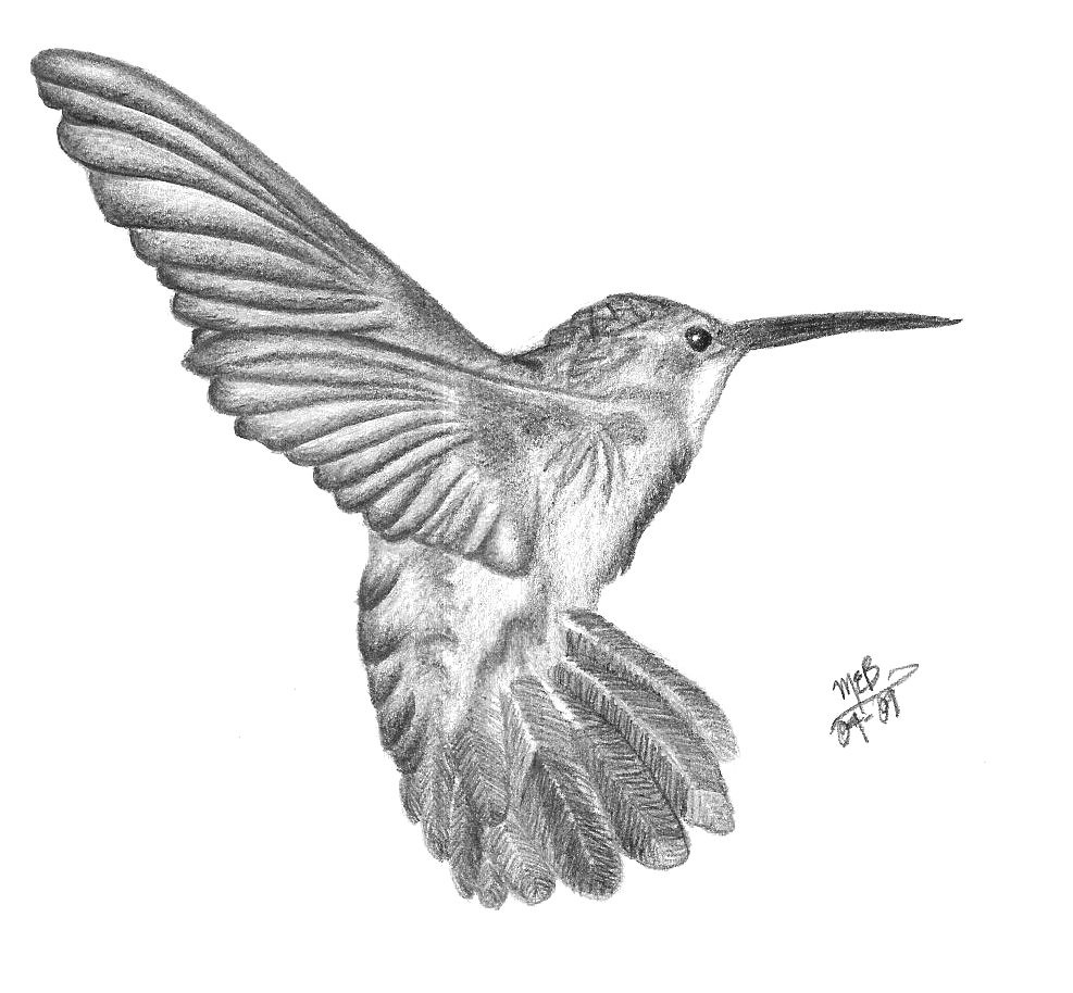 Hummingbird Drawing Pic