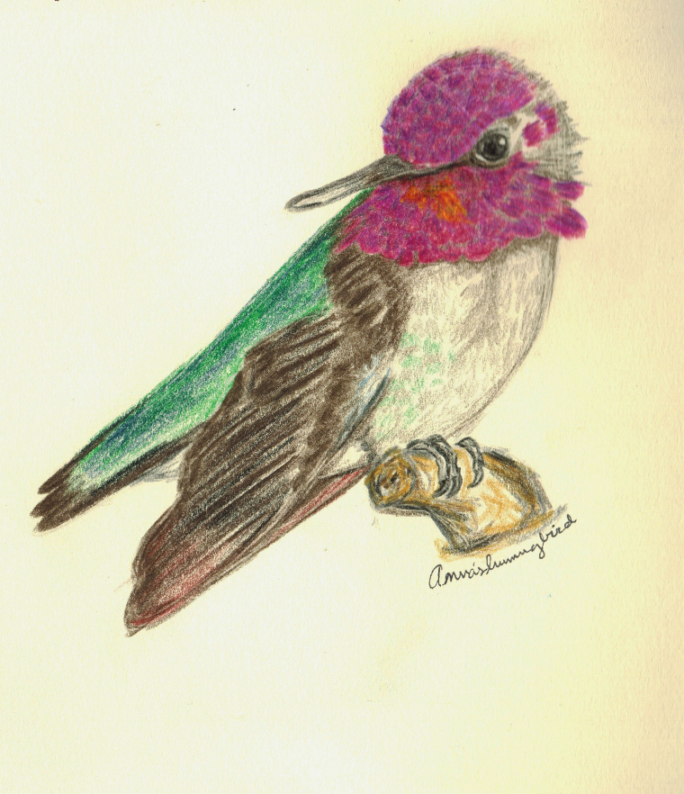 Hummingbird Drawing Pics