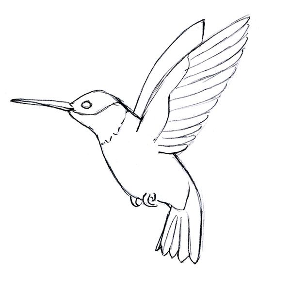 Hummingbird Drawing Realistic