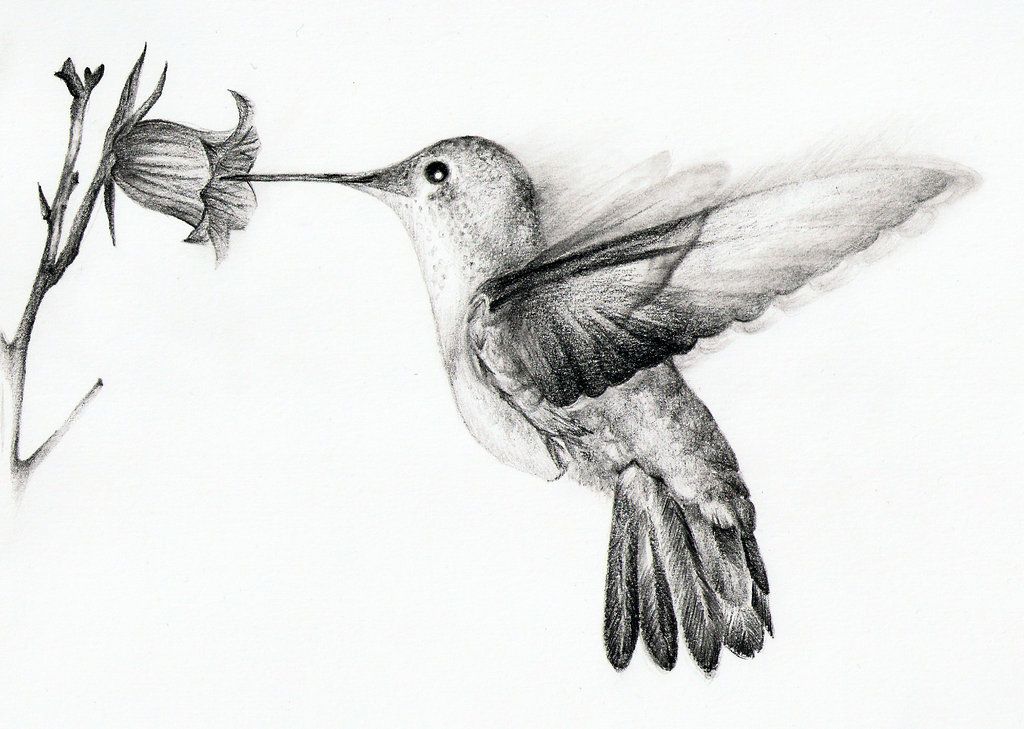Hummingbird Drawing Sketch