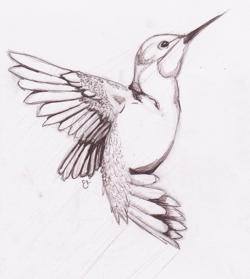 Hummingbird Drawing