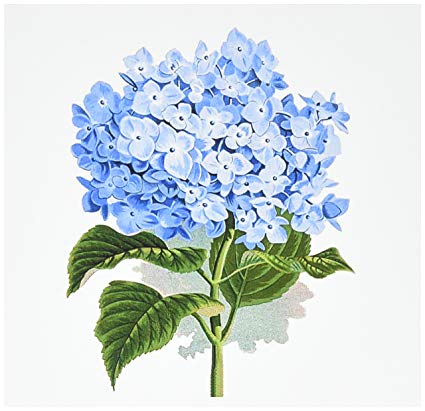 Hydrangea Drawing Picture