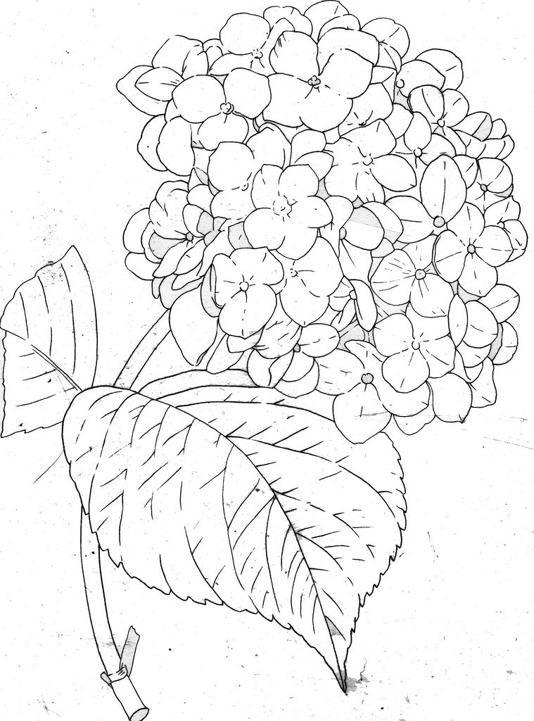 Hydrangea Drawing