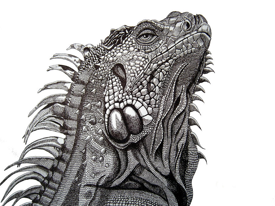 Iguana Drawing Beautiful Image