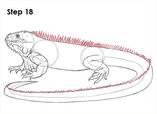 Iguana Drawing Image