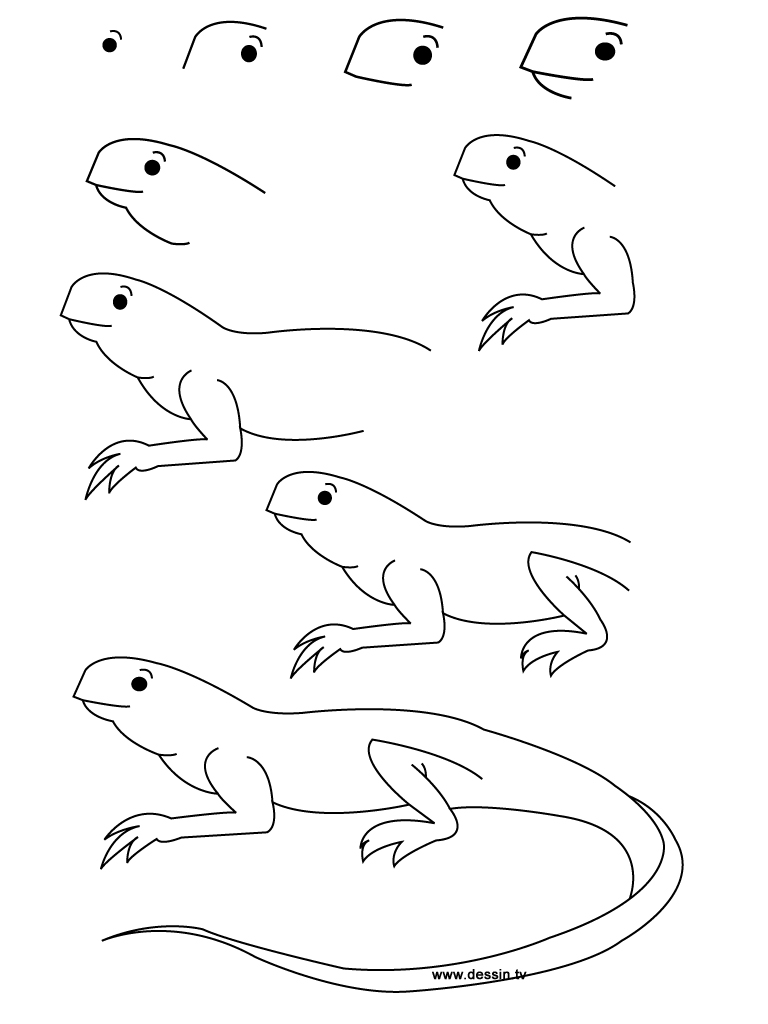 Iguana Drawing Photo