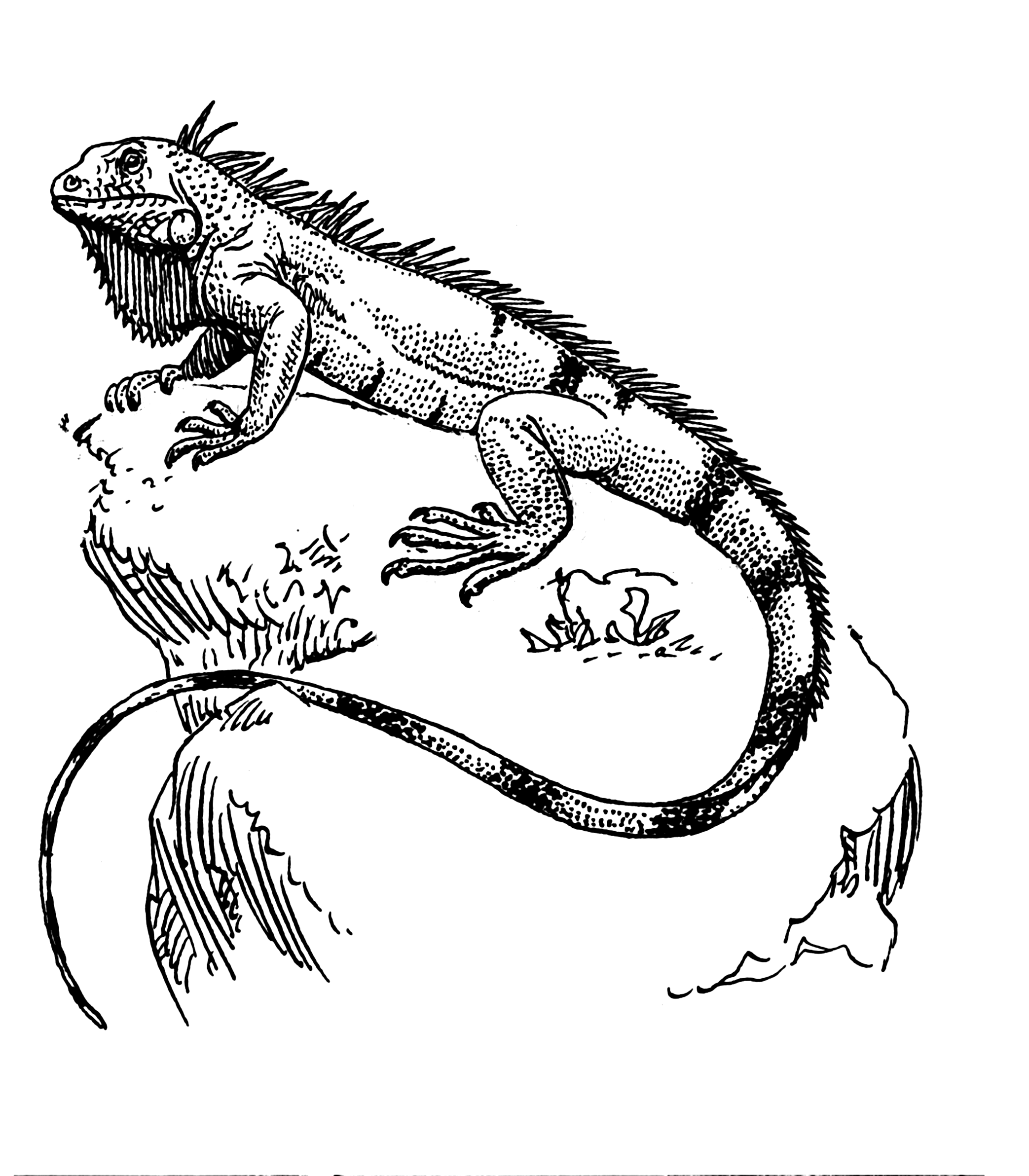 Iguana Drawing Pic