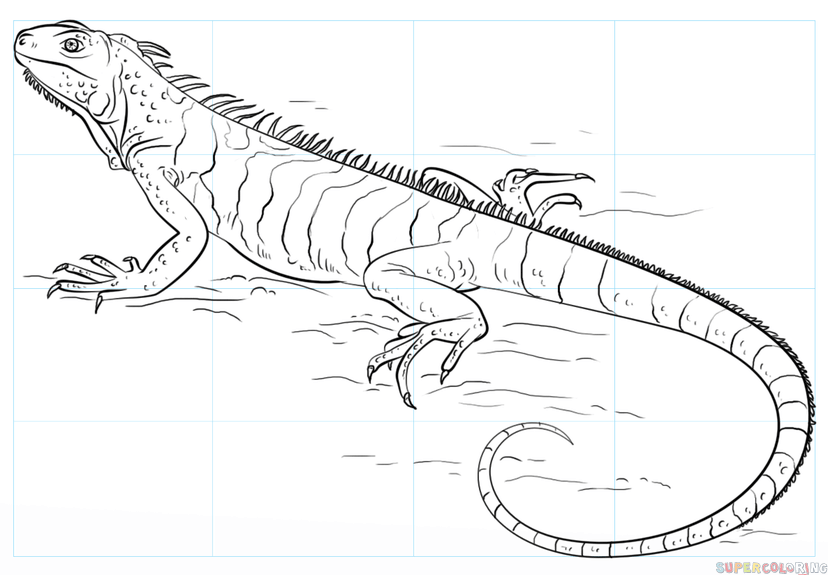 Iguana Drawing Sketch