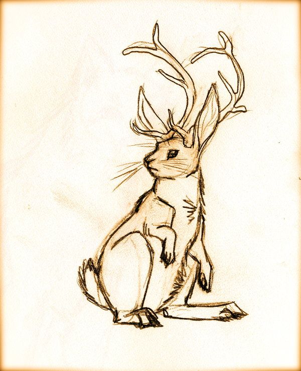 Jackalope Drawing Amazing