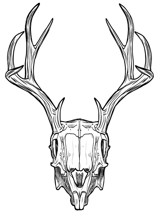 Jackalope Drawing High-Quality