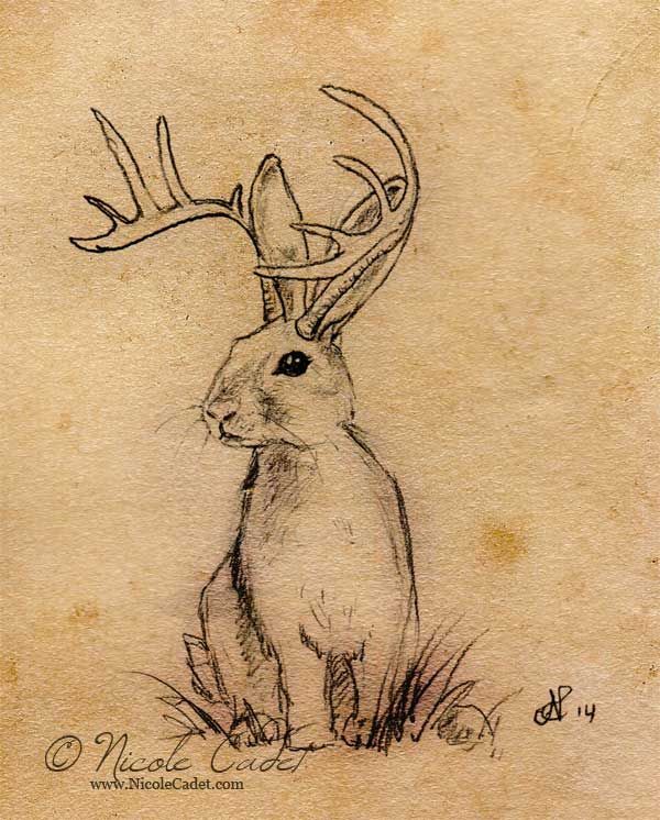 Jackalope Drawing Photo