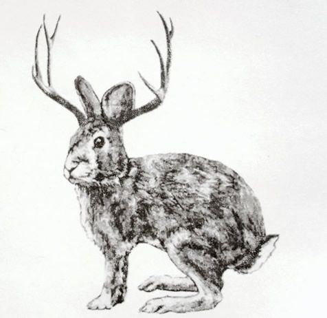 Jackalope Drawing Picture