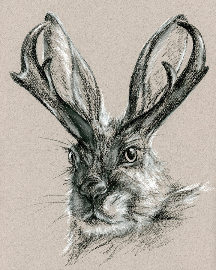 Jackalope Drawing Pictures
