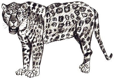 Jaguar Animal Art Drawing