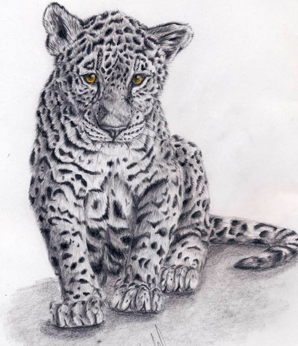 Jaguar Animal Drawing Art