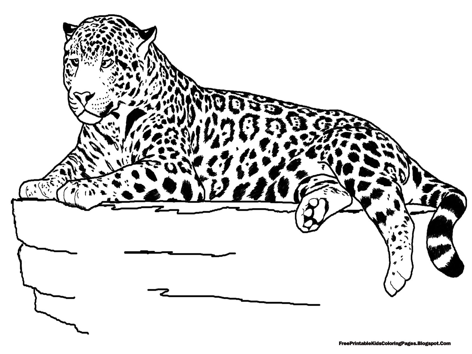 Jaguar Animal Drawing Beautiful Image
