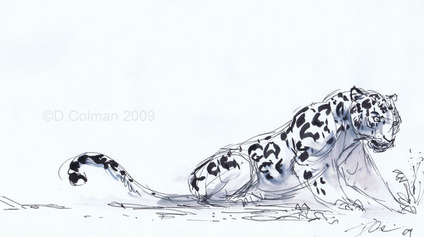 Jaguar Animal Drawing Best