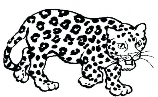 Jaguar Animal Drawing Creative Art