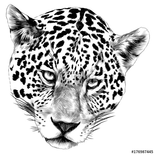 Jaguar Animal Drawing Image
