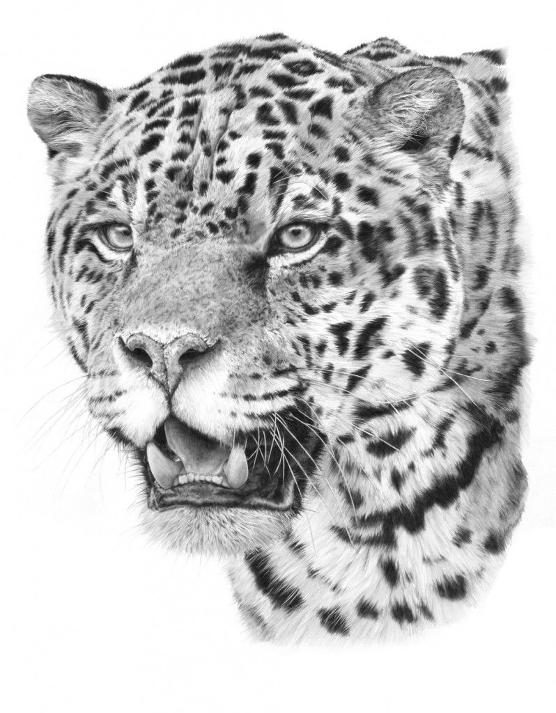 Jaguar Animal Drawing Photo