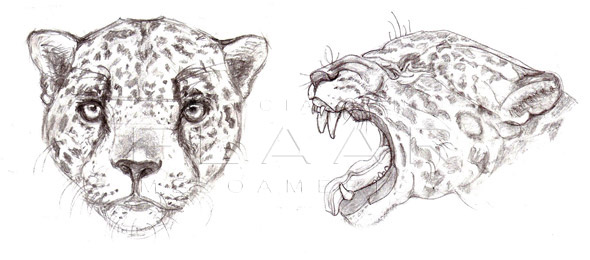 Jaguar Animal Drawing Photos